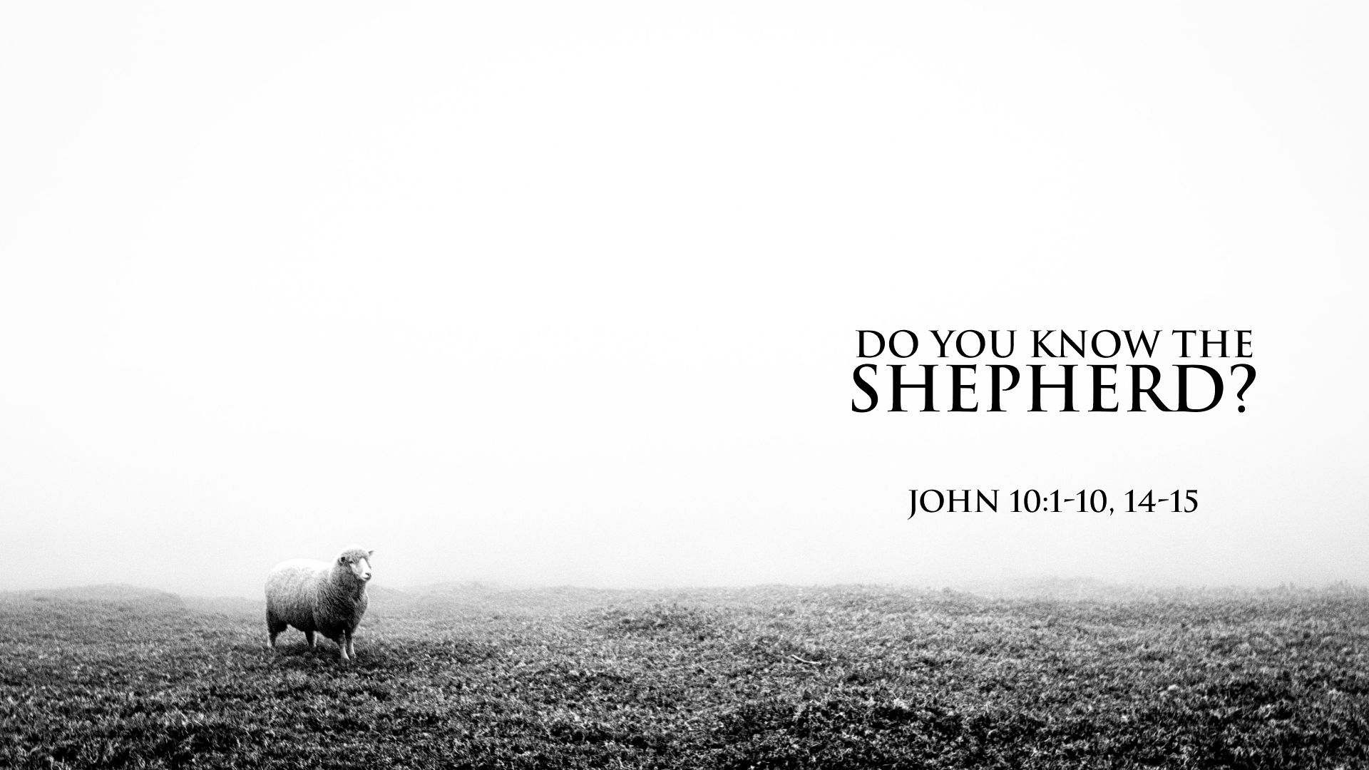 Do You Know the Shepherd?